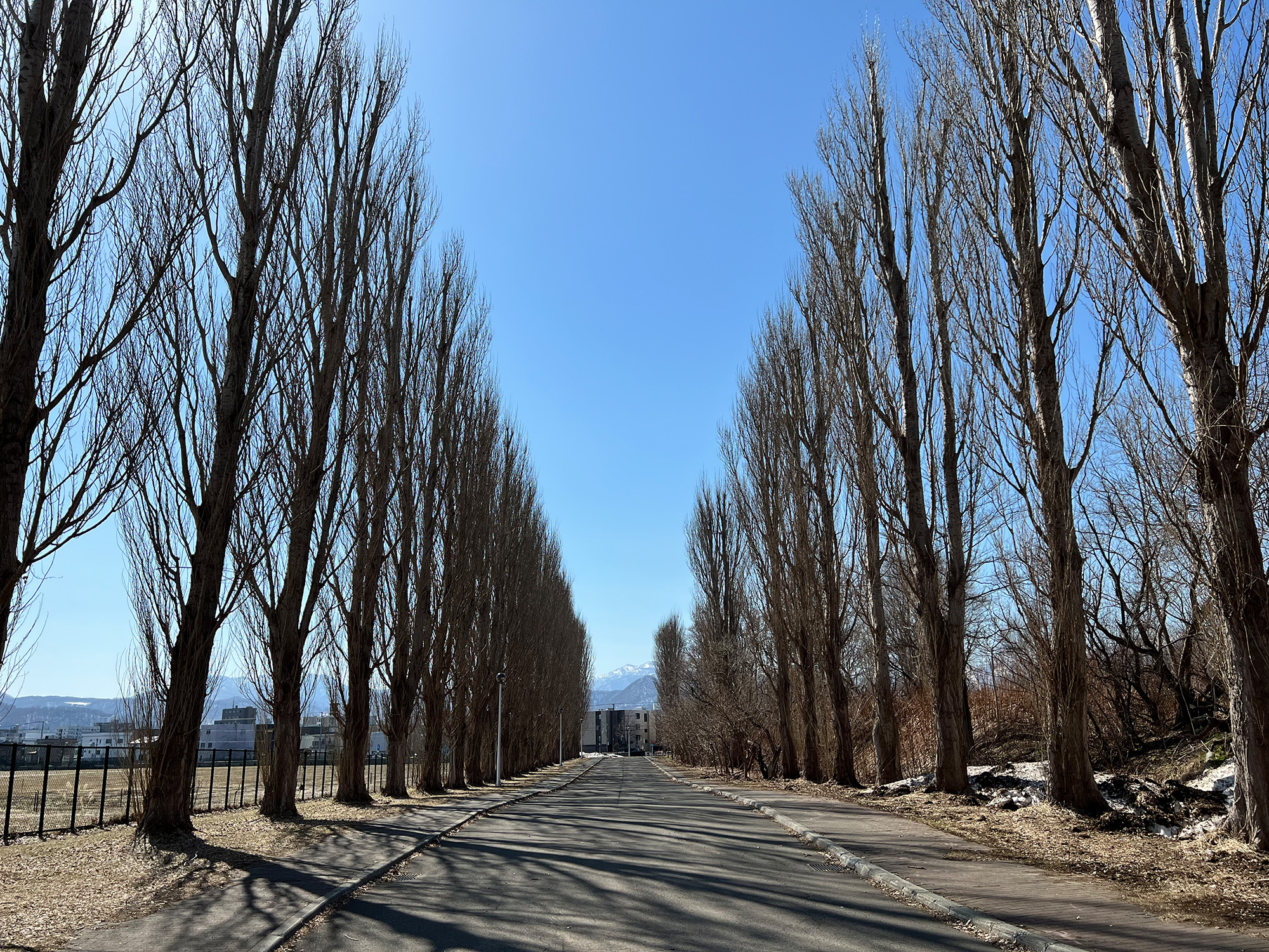 北海道大学平成ポプラ並木の写真のフリー素材