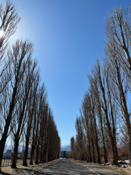 北海道大学の平成ポプラ並木の写真のフリー素材