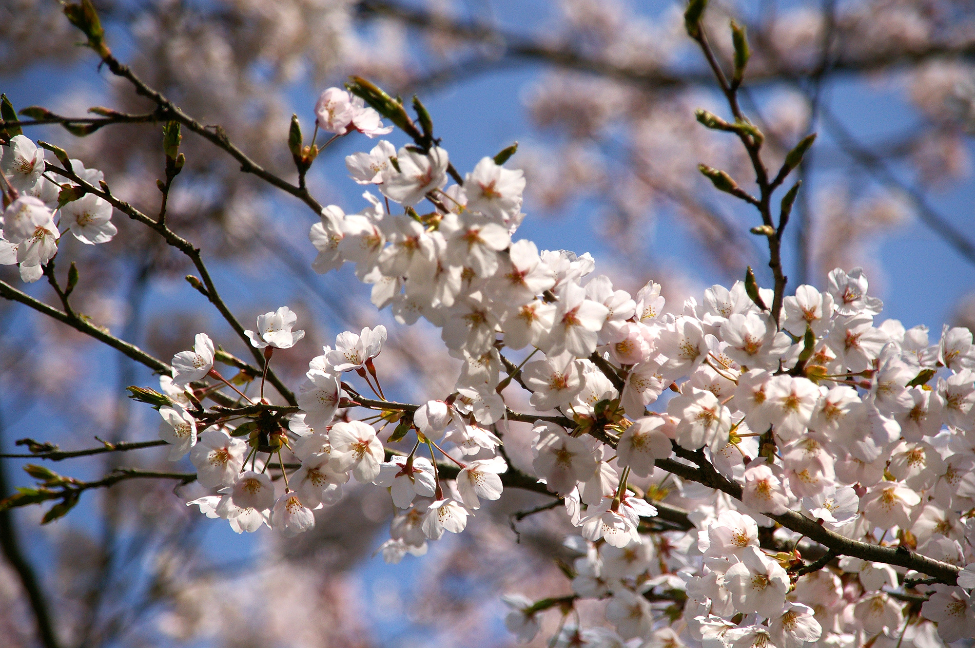 桜のフリー画像素材