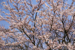 満開の桜のフリー画像素材