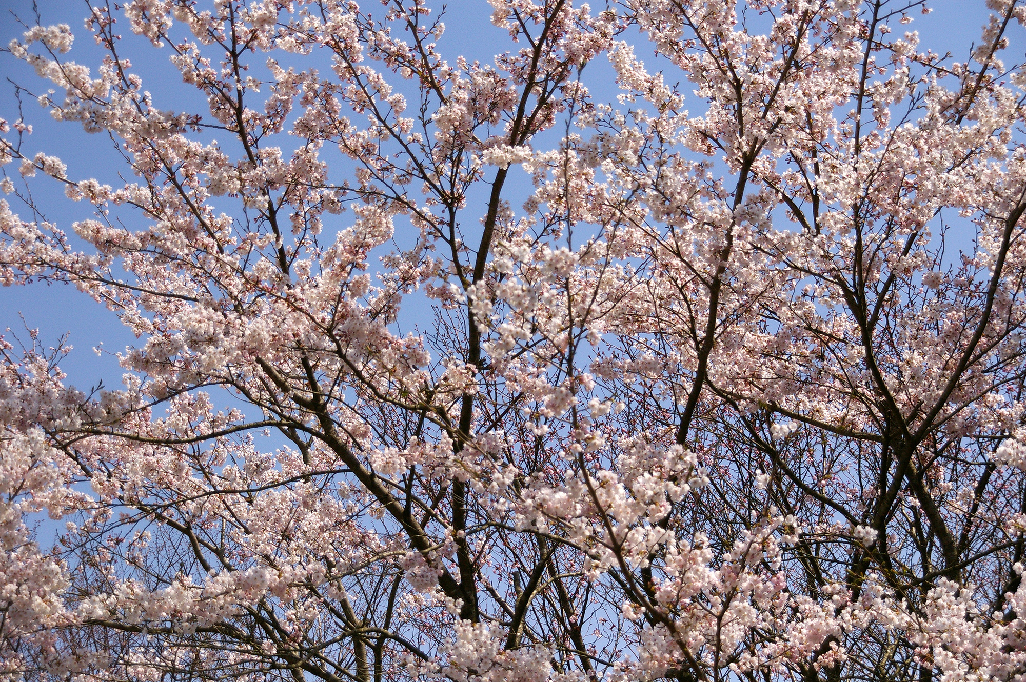 満開の桜の無料写真素材 フリー