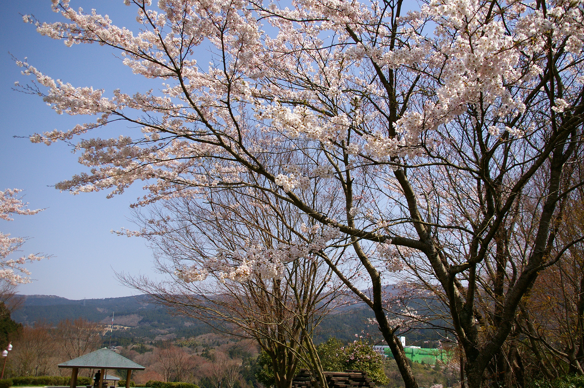 公園の桜の無料写真素材 フリー