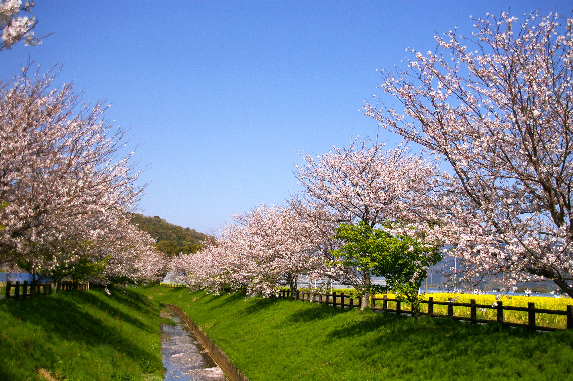 桜並木と水路のフリー画像素材