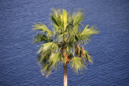 椰子の木と海の写真のフリー素材