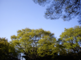 青空と木々の写真のフリー素材