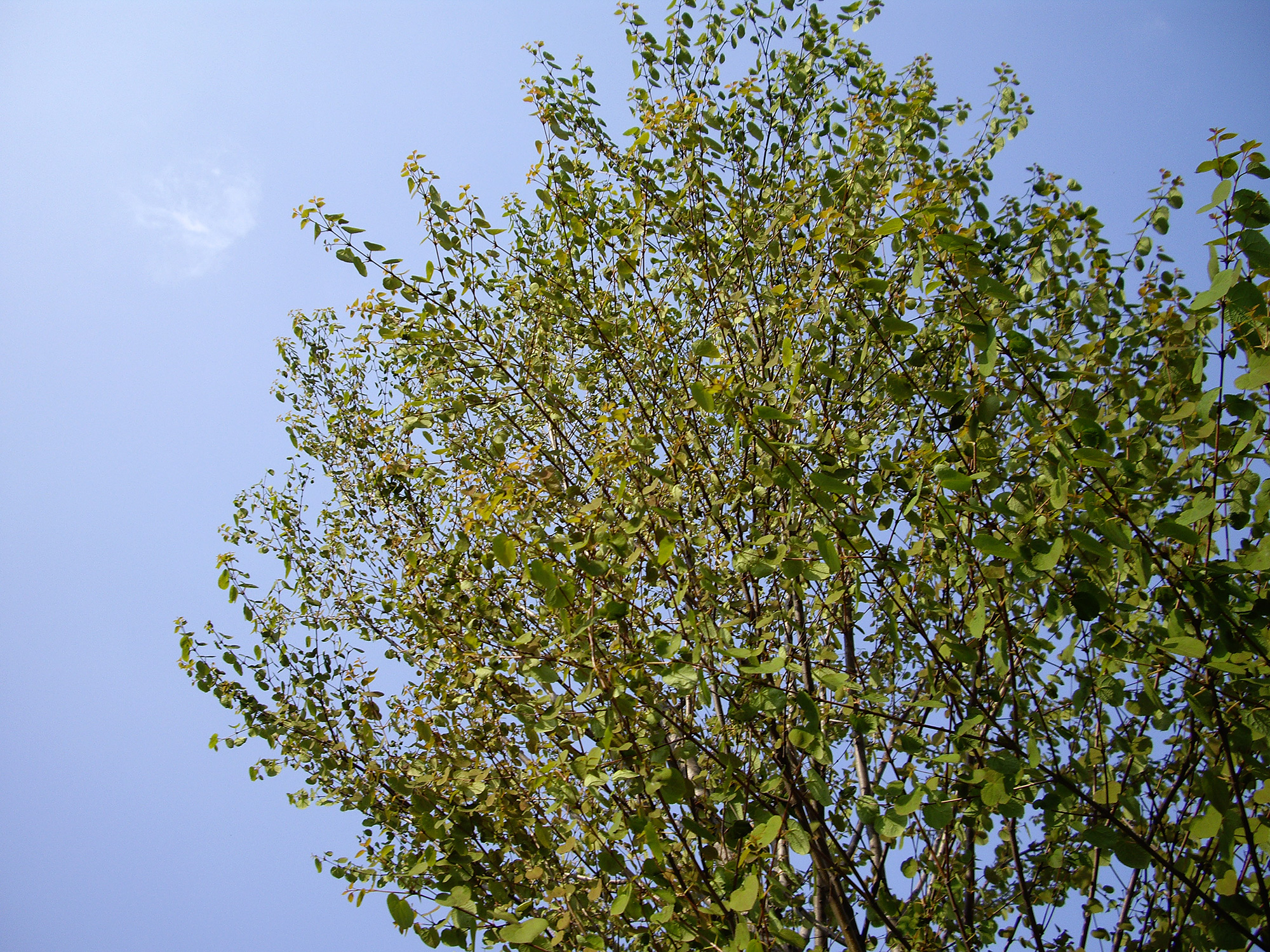 春の街路樹の写真のフリー素材