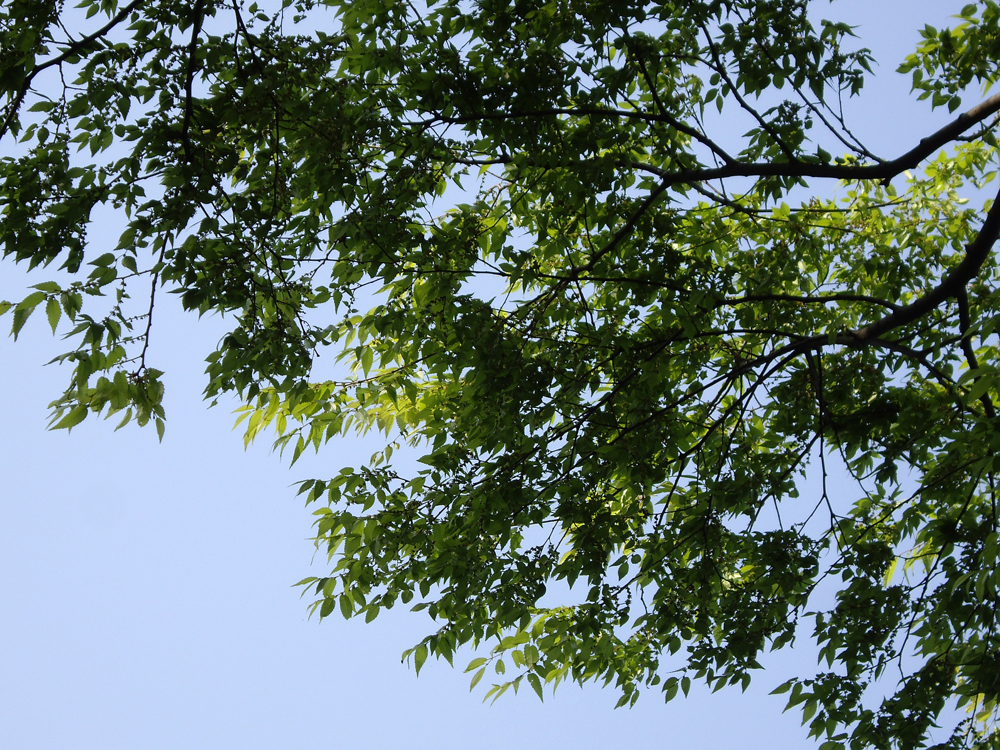 新緑の木の写真のフリー素材