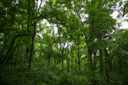 森の中の木々のフリー写真素材