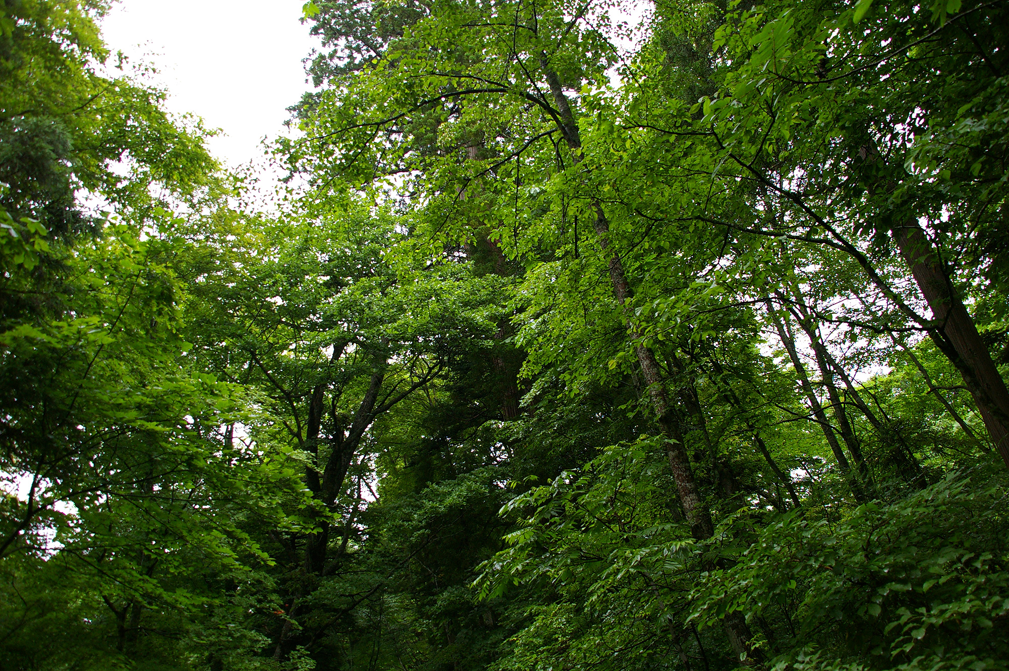 大きな木々のフリー写真素材