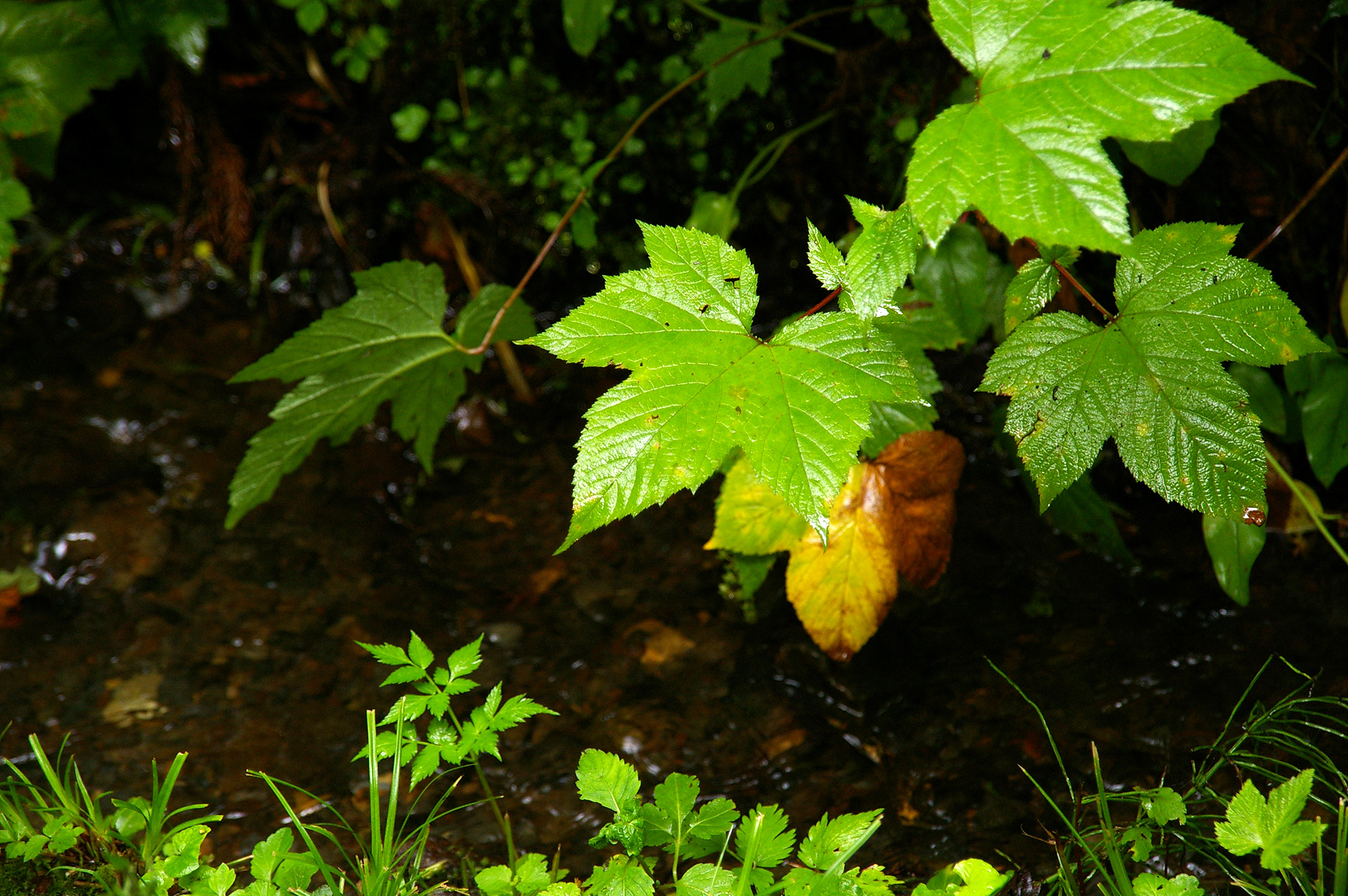 雨に濡れた葉っぱの無料写真素材