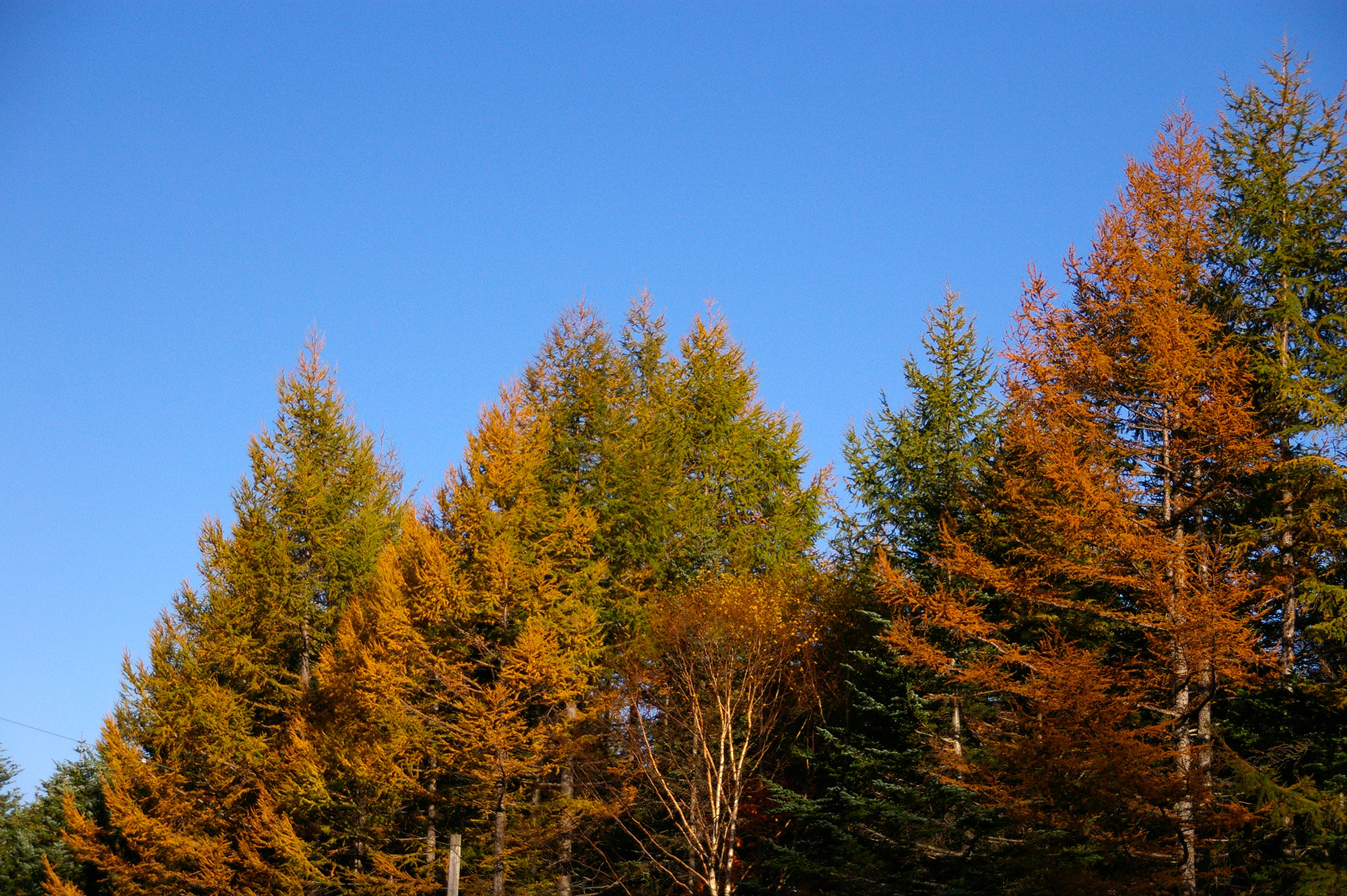 尖がった木の紅葉の写真のフリー素材