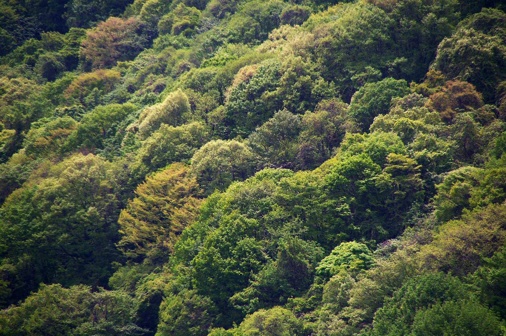 山の斜面の森のフリー写真素材