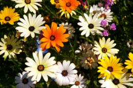 お花畑のカラフルな花の写真の無料素材
