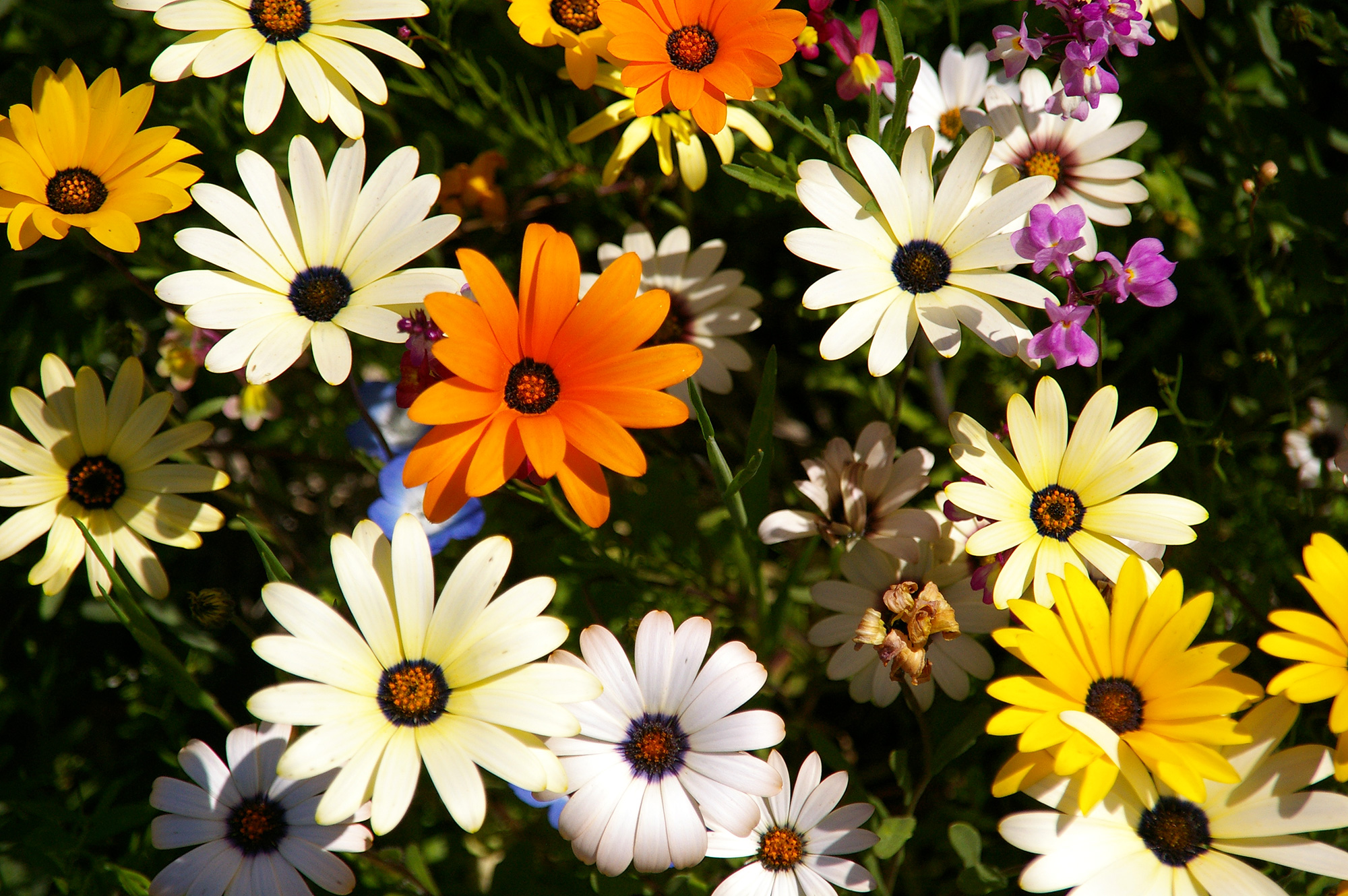 お花畑のカラフルな花の無料写真素材 フリー