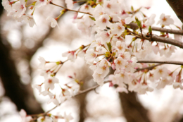 桜満開の写真のフリー素材
