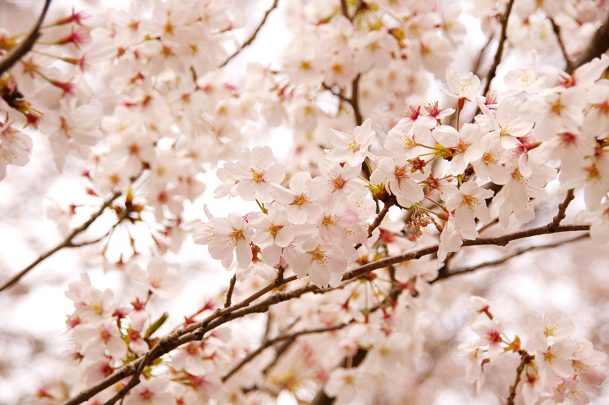 満開の桜の木の写真のフリー素材