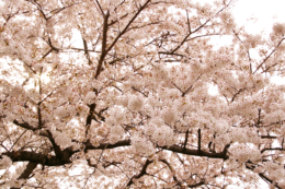 満開の桜の写真のフリー素材