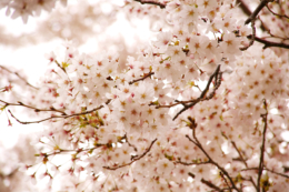 満開の桜の枝の写真のフリー素材