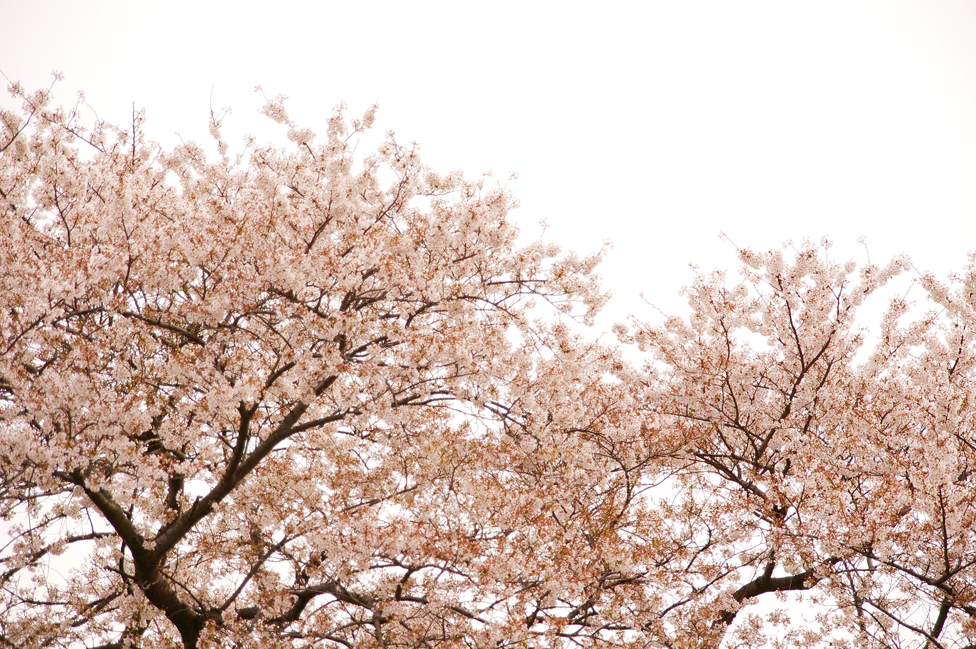 白バックの桜の写真のフリー素材