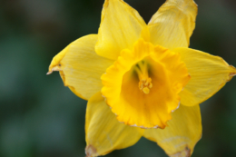 水仙の黄色い花の写真のフリー素材