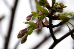 桜の蕾の写真のフリー素材