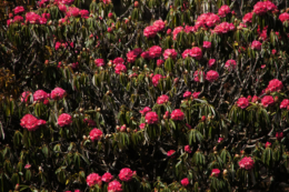 シャクナゲの花の写真のフリー素材