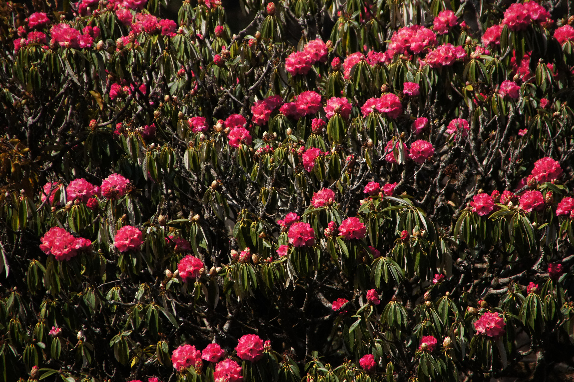 シャクナゲの花の写真のフリー素材