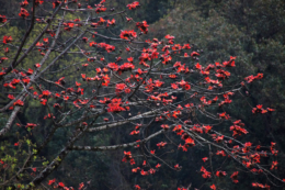 木に咲く赤い石楠花の写真のフリー素材