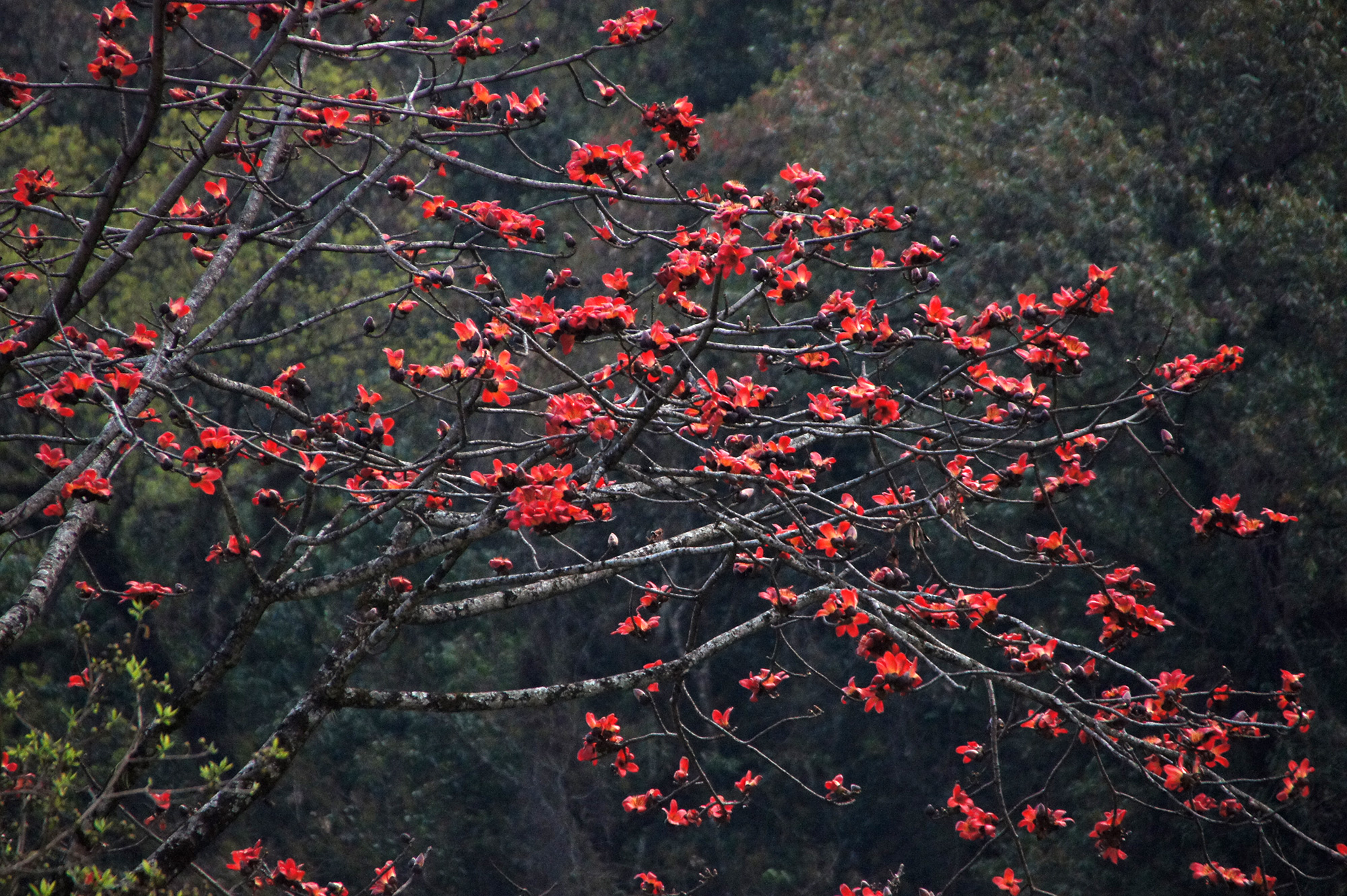 木に咲く赤い石楠花の写真のフリー素材
