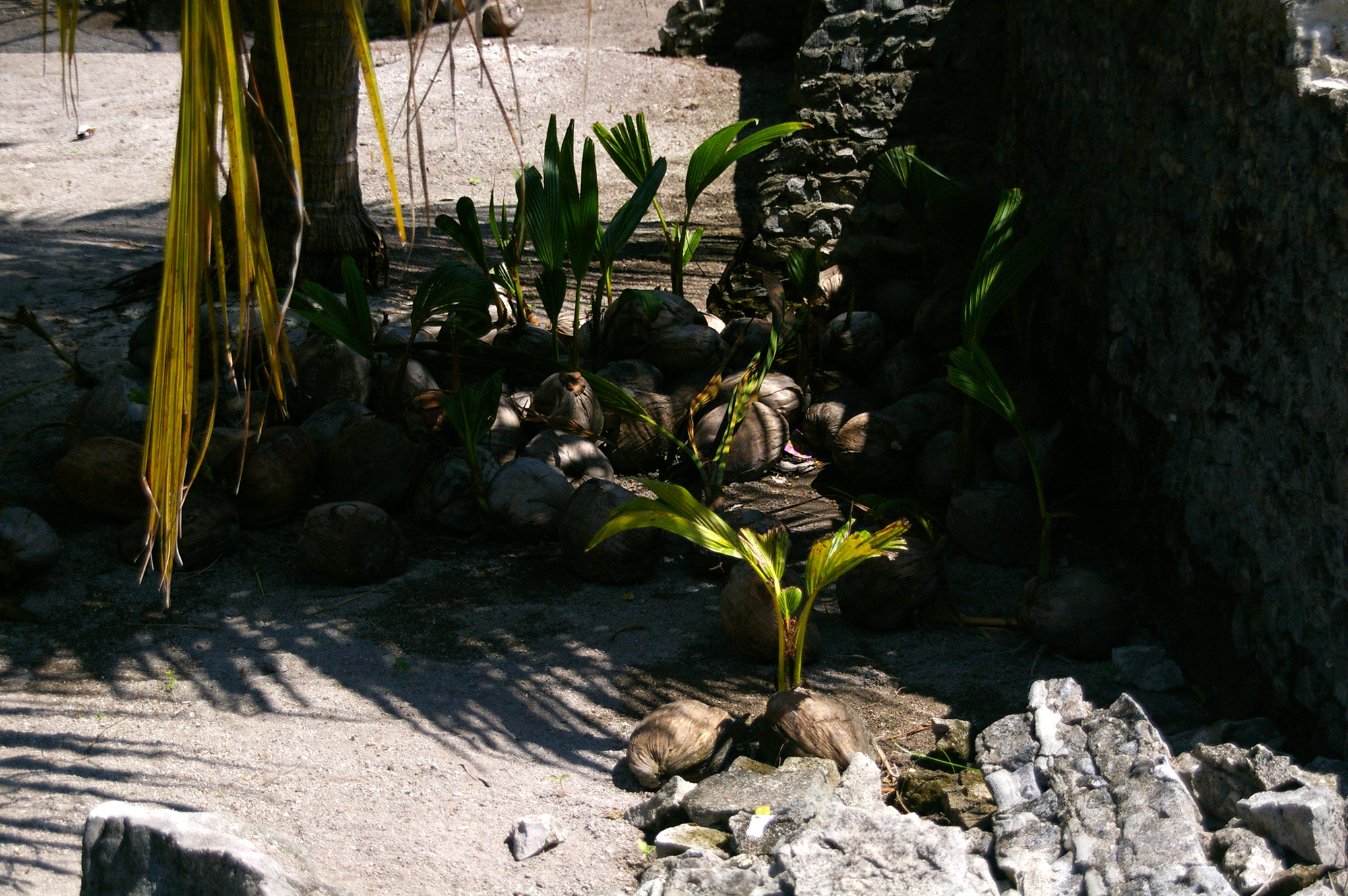 椰子の芽の写真のフリー素材