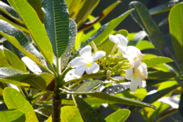 プルメリアの白い花の写真のフリー素材