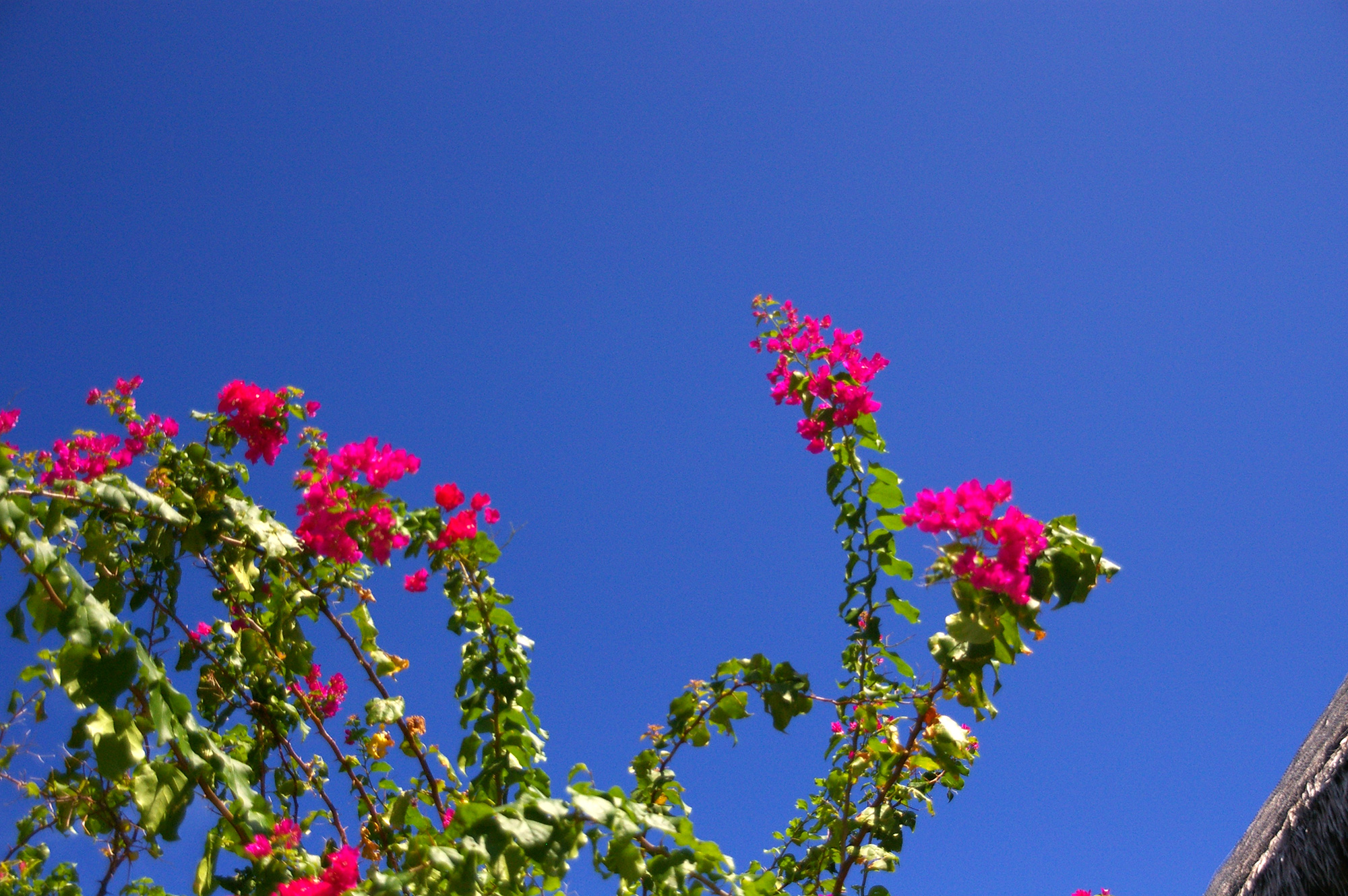 青空に映えるピンクの花の写真のフリー素材