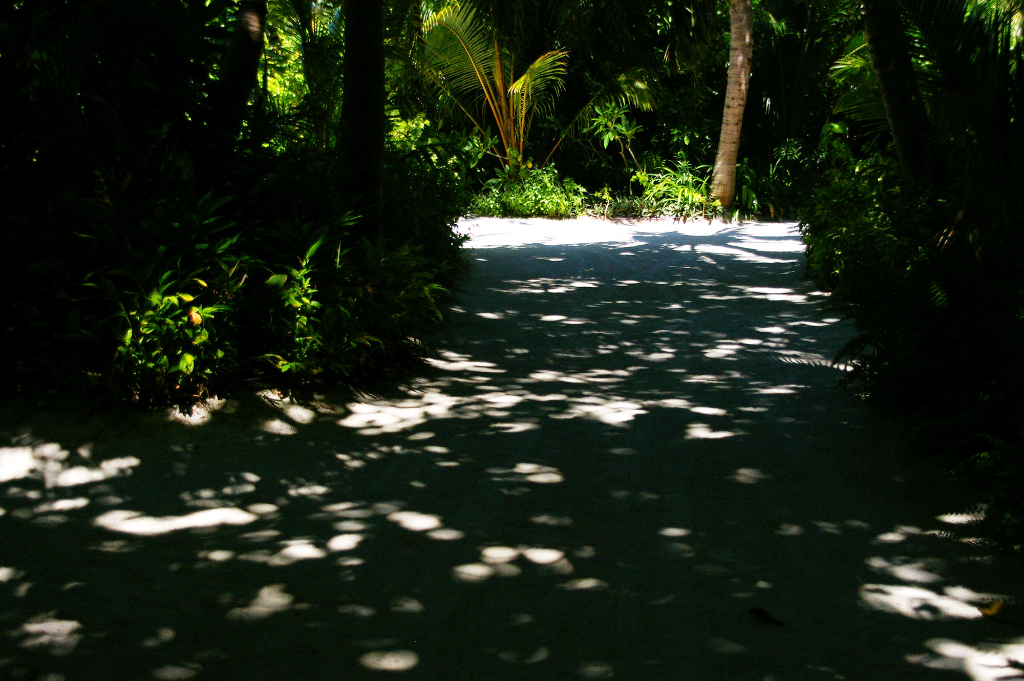 白い砂の道の木の影の写真のフリー素材
