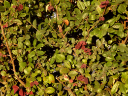 生垣の葉っぱのテクスチャの写真のフリー素材
