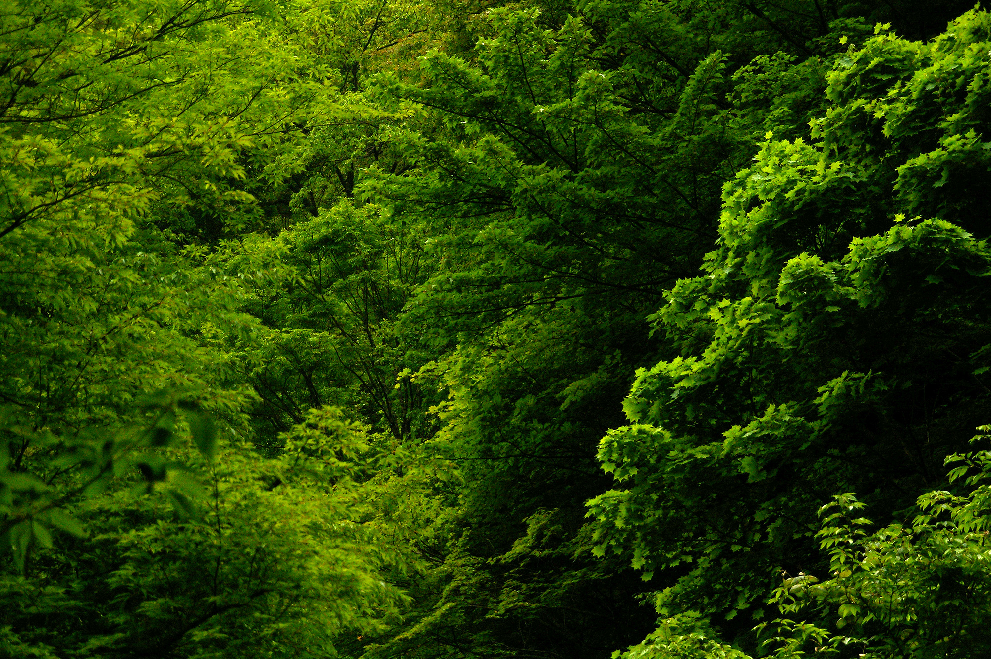 鮮やかな森の木々の緑の無料写真素材