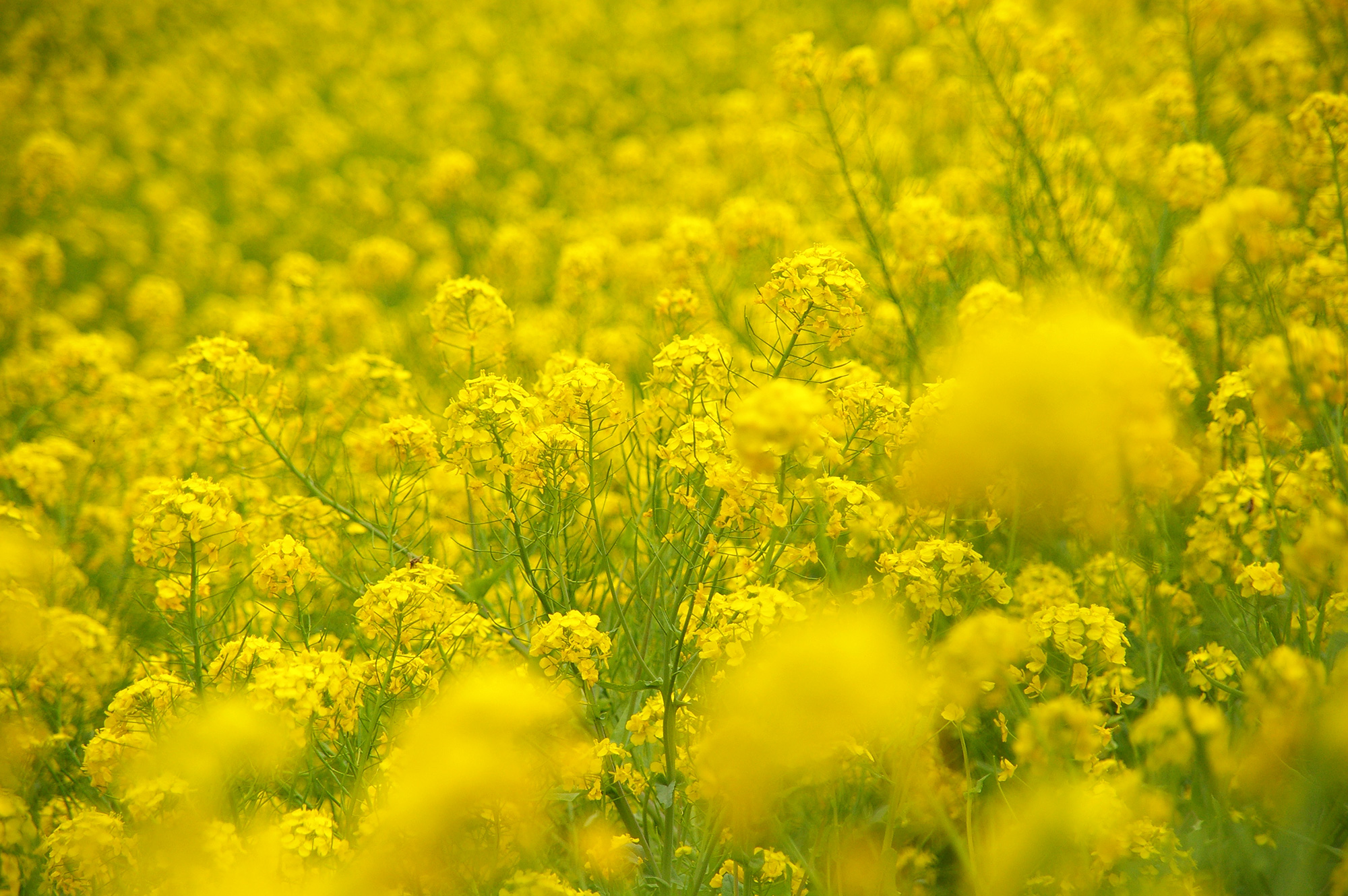 咲き乱れる黄色い菜花の無料写真素材