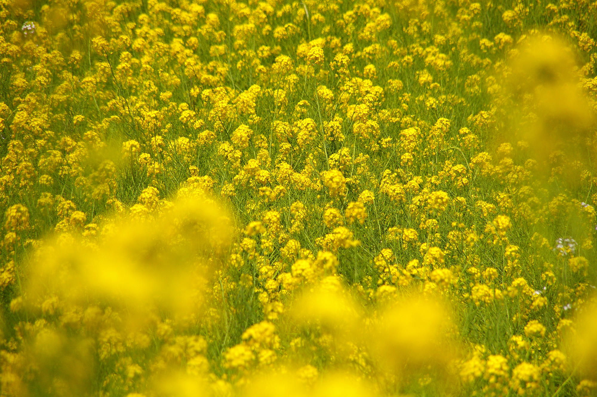 春の花の無料写真素材 フリー