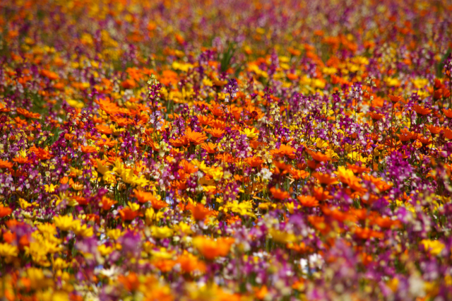 小さな花たちが咲くお花畑の無料写真素材 フリー