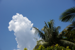 夏雲とヤシの木のフリー写真素材