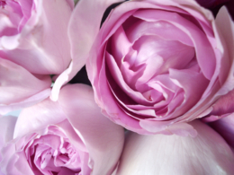 ピンク色のバラの花のフリー写真素材