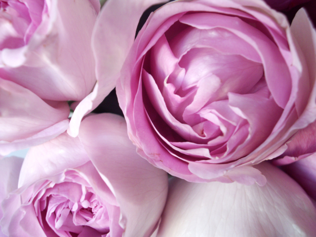 ピンク色のバラの花の無料写真素材 フリー