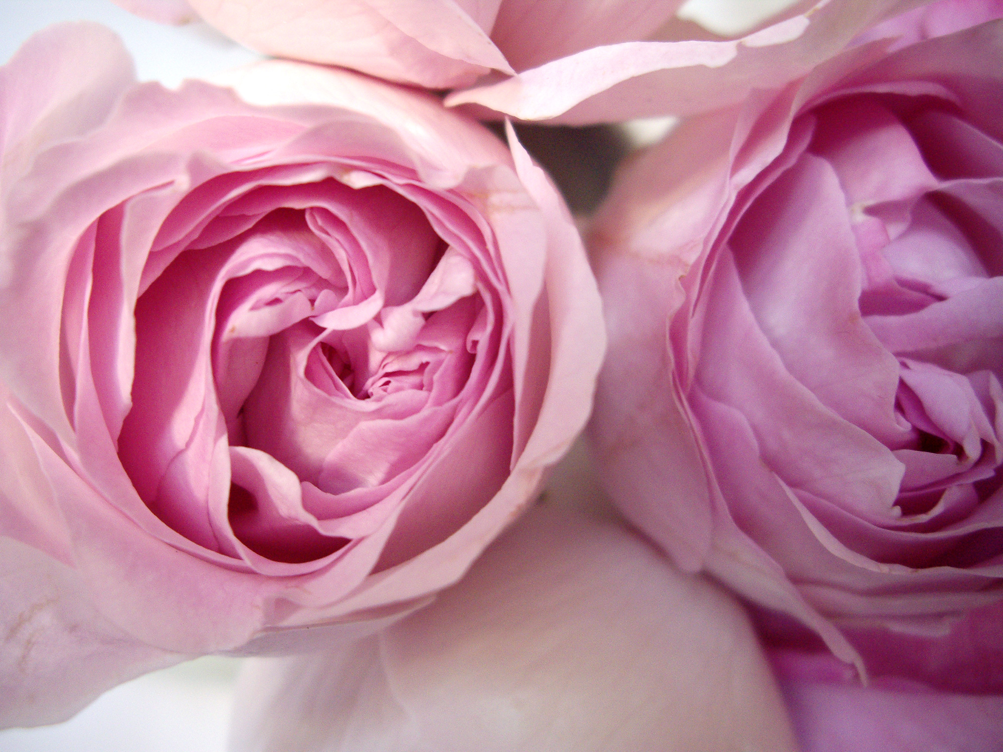 薄紫のバラのフリー写真素材