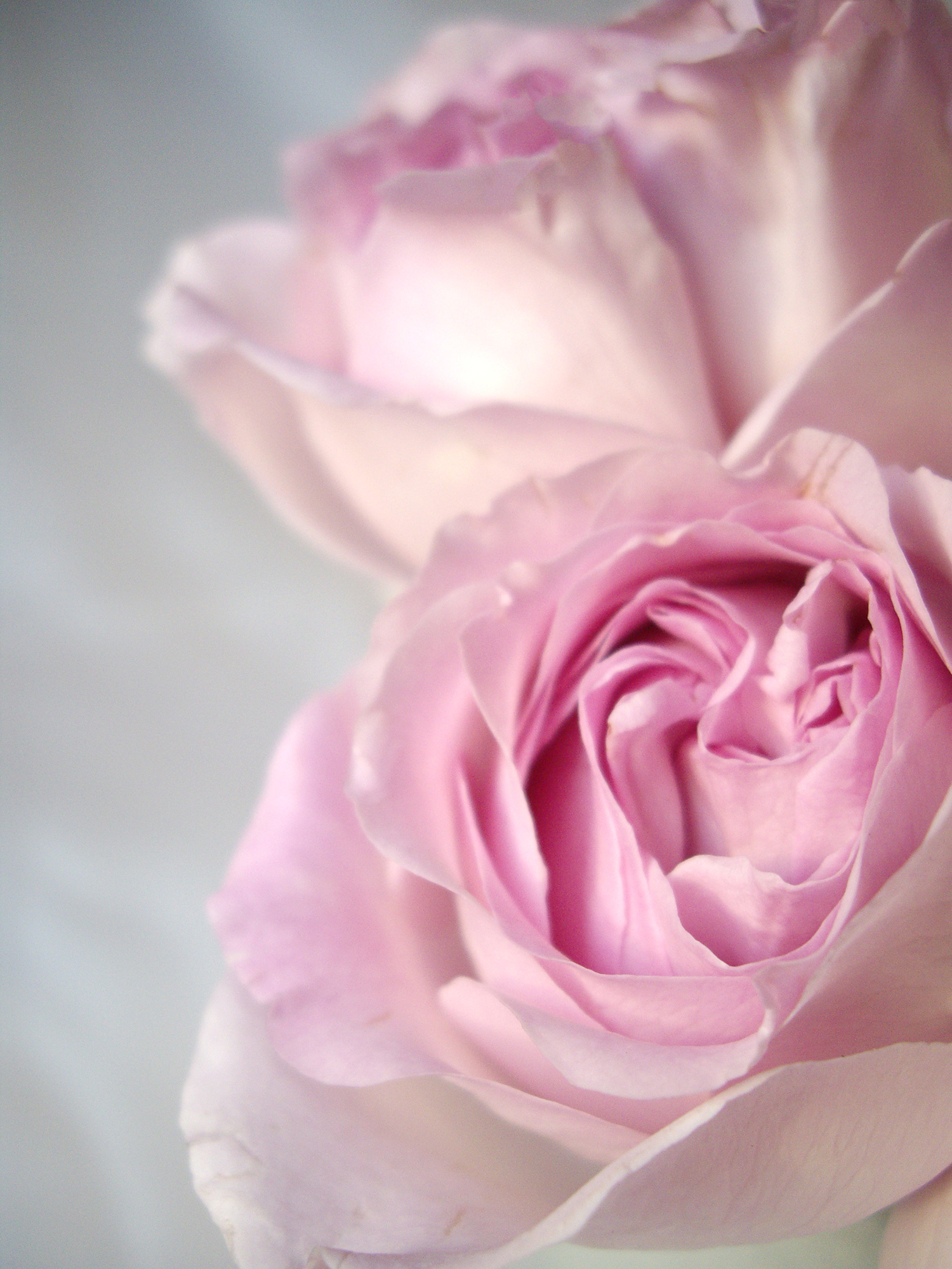 薄くて淡い色の薔薇の花のフリー写真素材