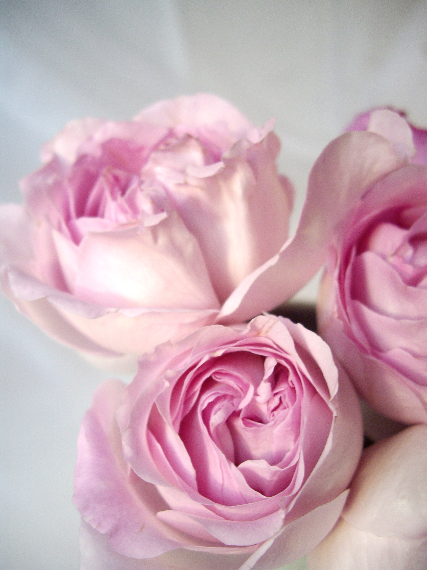 淡いピンクの薔薇のフリー素材