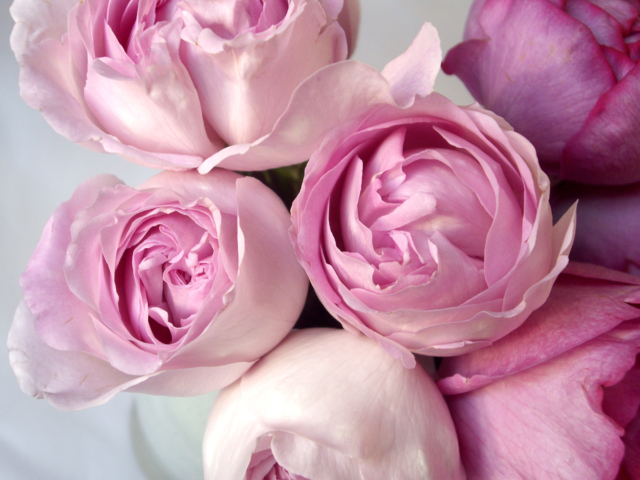 薔薇の花束の無料写真素材 フリー