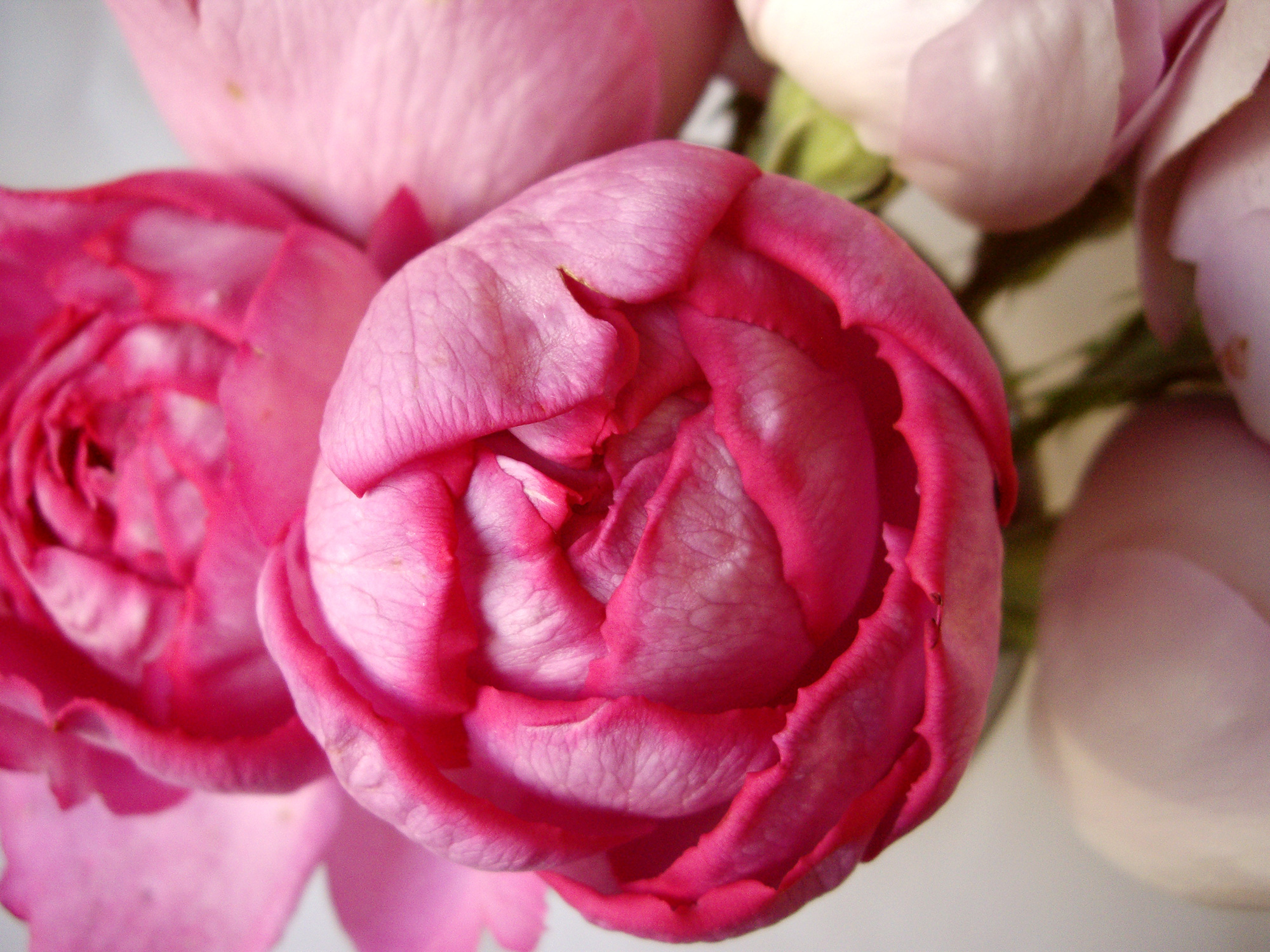 濃いピンクの薔薇の写真のフリー素材