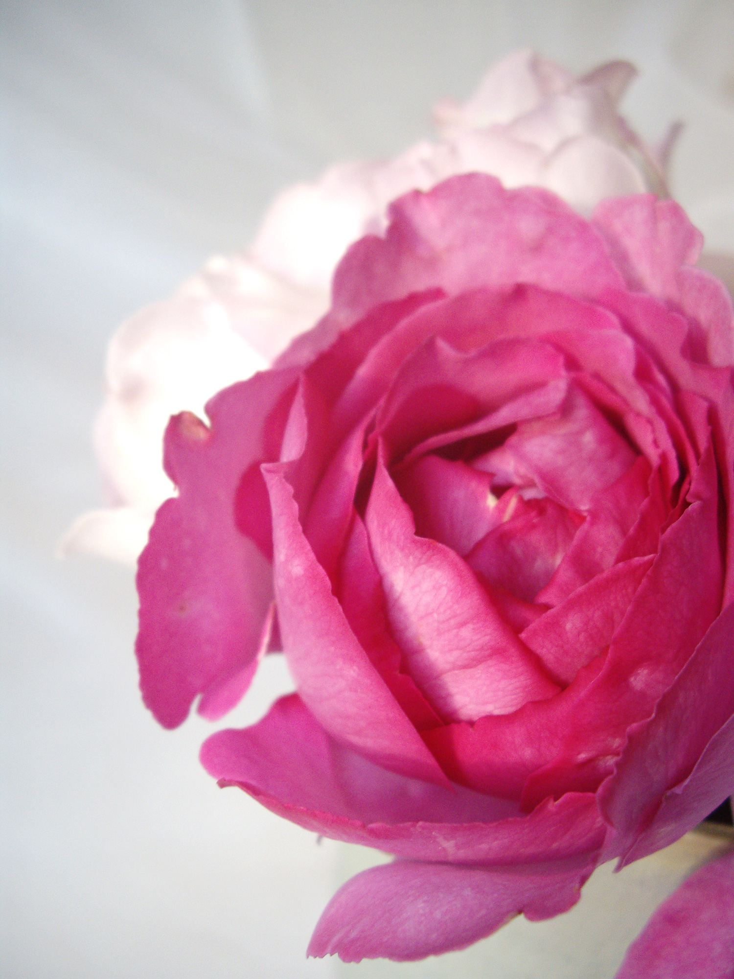 濃い色の薔薇の花の無料写真素材