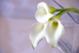 白いカラーの花の写真のフリー素材