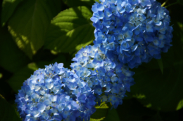 青い紫陽花のフリー写真素材