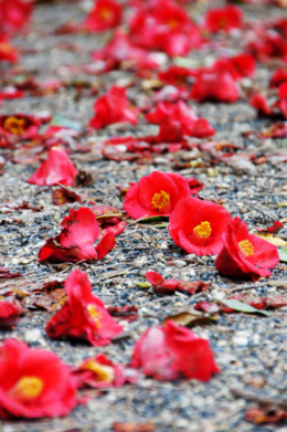 地面に落ちている椿の花の写真のフリー素材